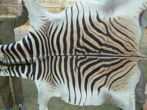 All You Need To Know About Zebra rug