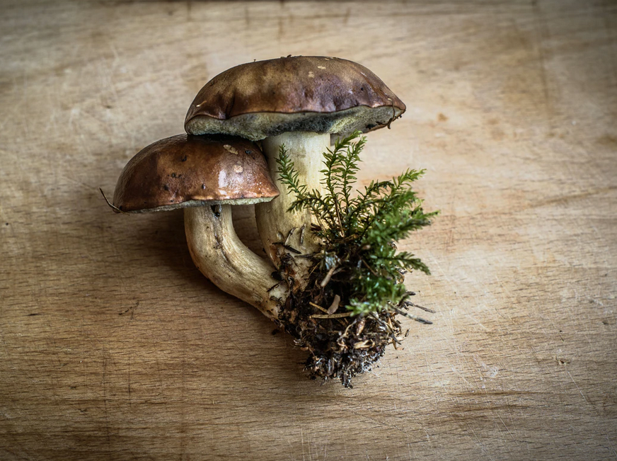 Buy Shrooms Online And Have Access To The Top Quality